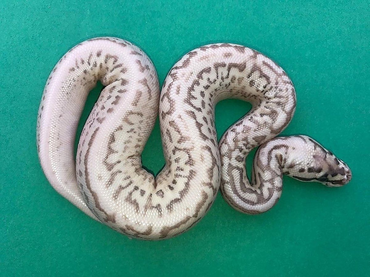 Lesser Spider Python Leopard Ball Lesser Spider Super Pastel Yellow Belly | World of Ball ...