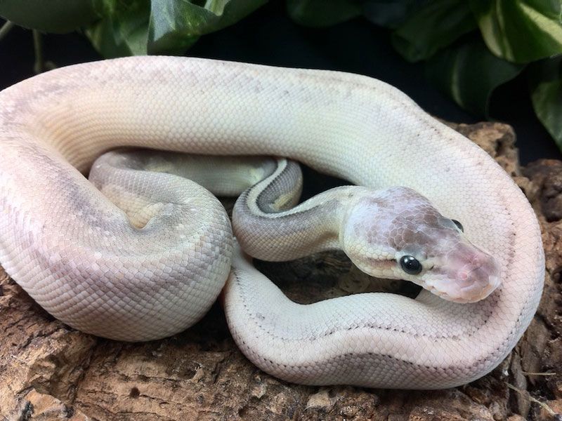 Super Pewter | World of Ball Pythons