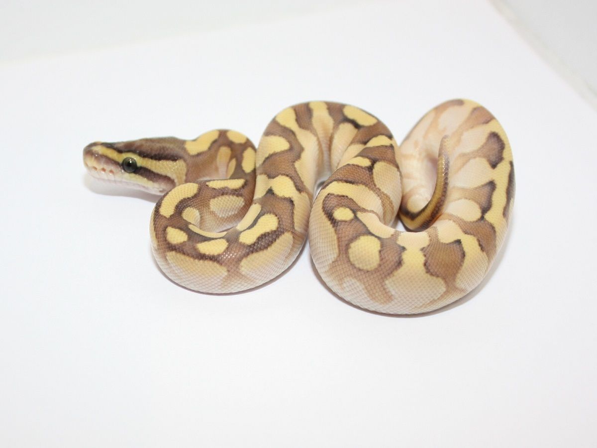 Butter Enchi Spark | World of Ball Pythons
