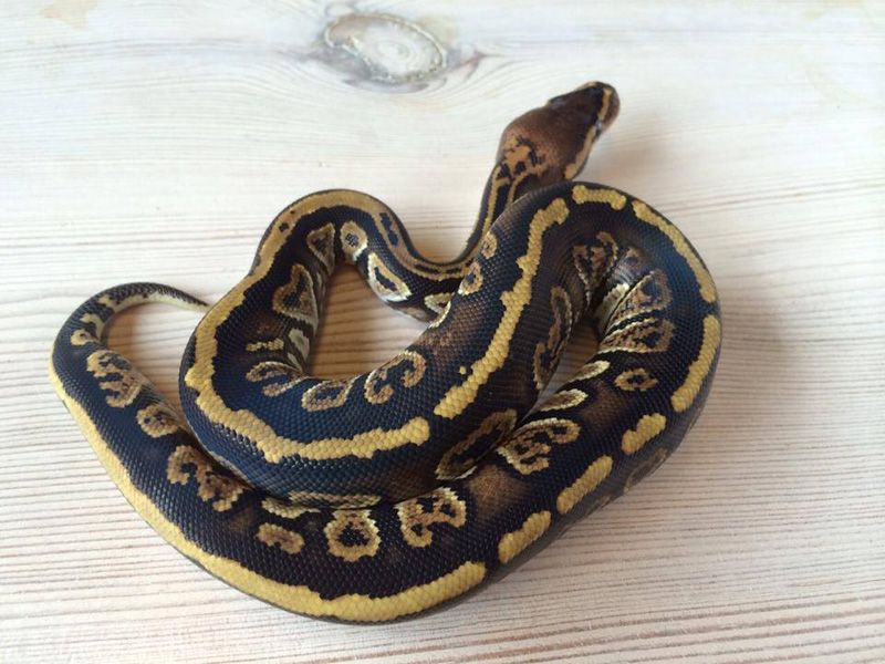 Super Dot | World of Ball Pythons