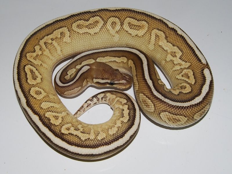 Night Crawler | World of Ball Pythons