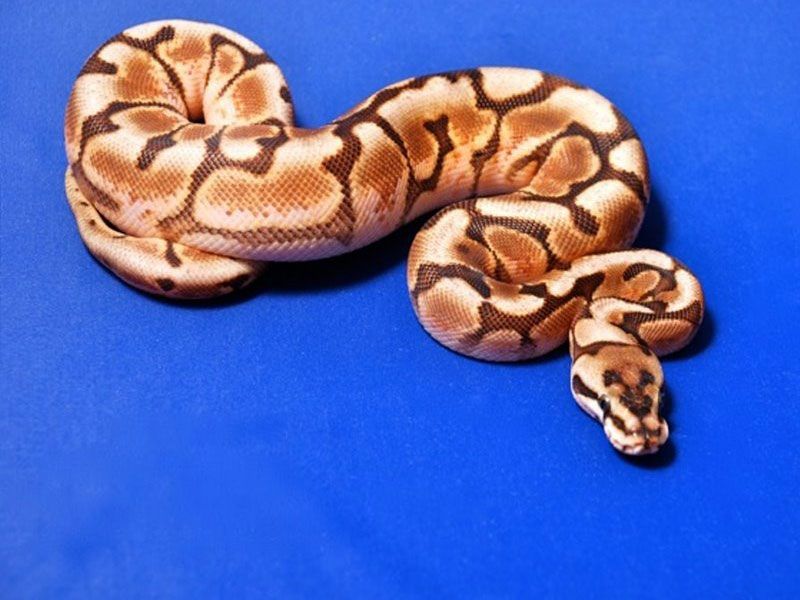 Cinnamon Enchi Spider | World of Ball Pythons