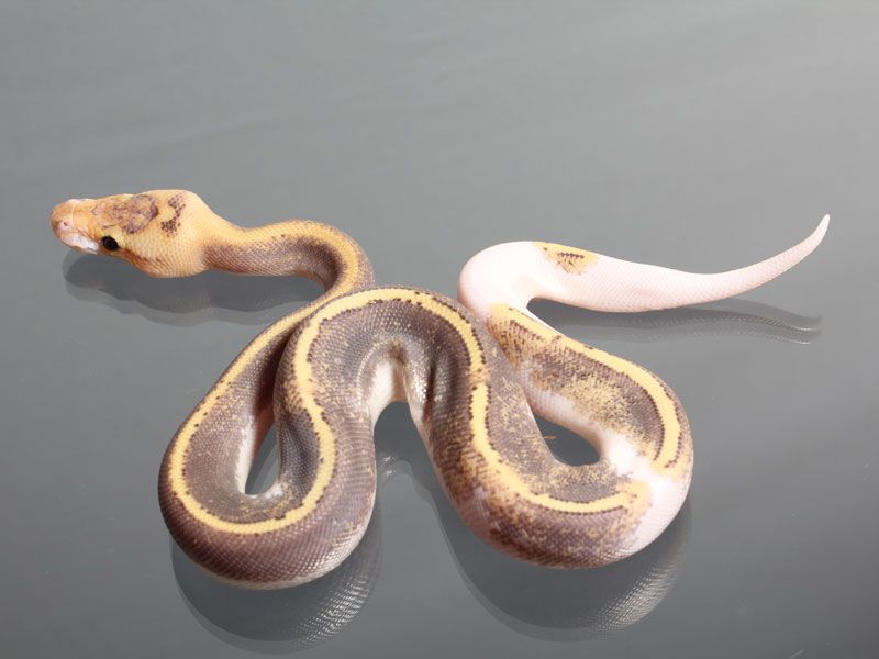 Highway Champagne | World of Ball Pythons