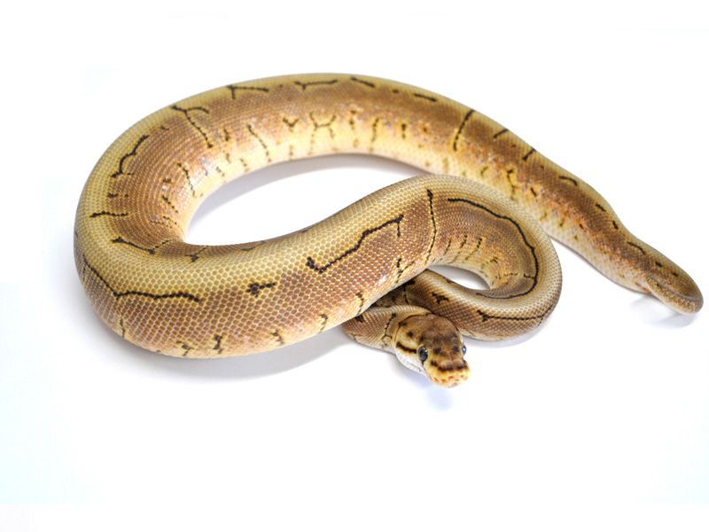 Joppa Black Spinner | World of Ball Pythons