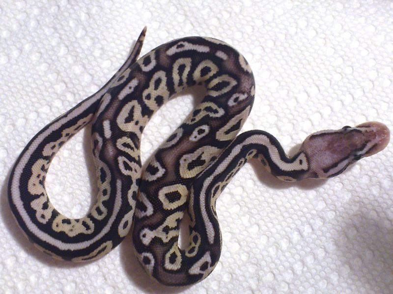 Lightning Bug | World of Ball Pythons