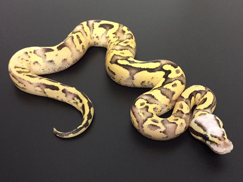Arroyo Fire Pastel Vanilla | World of Ball Pythons