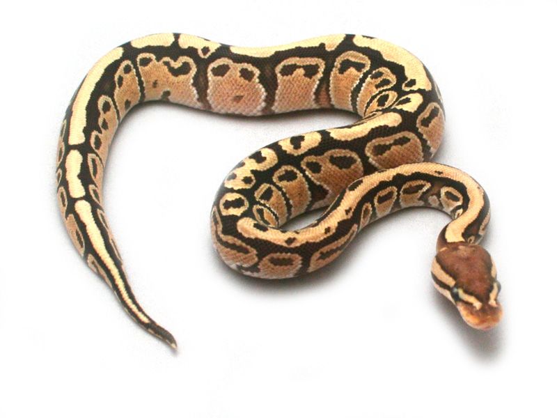 Congo Fire | World of Ball Pythons
