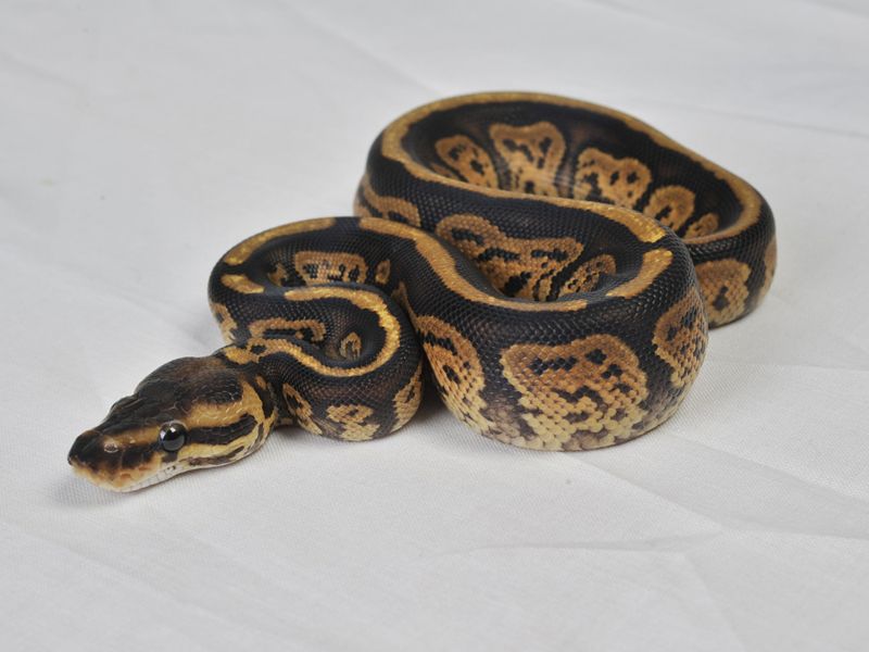 Daisy | World of Ball Pythons