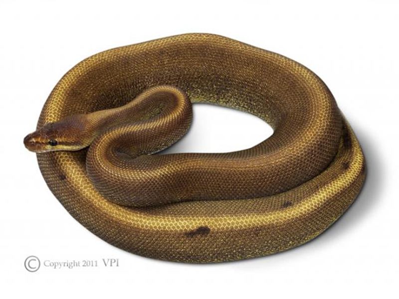 Patternless | World of Ball Pythons
