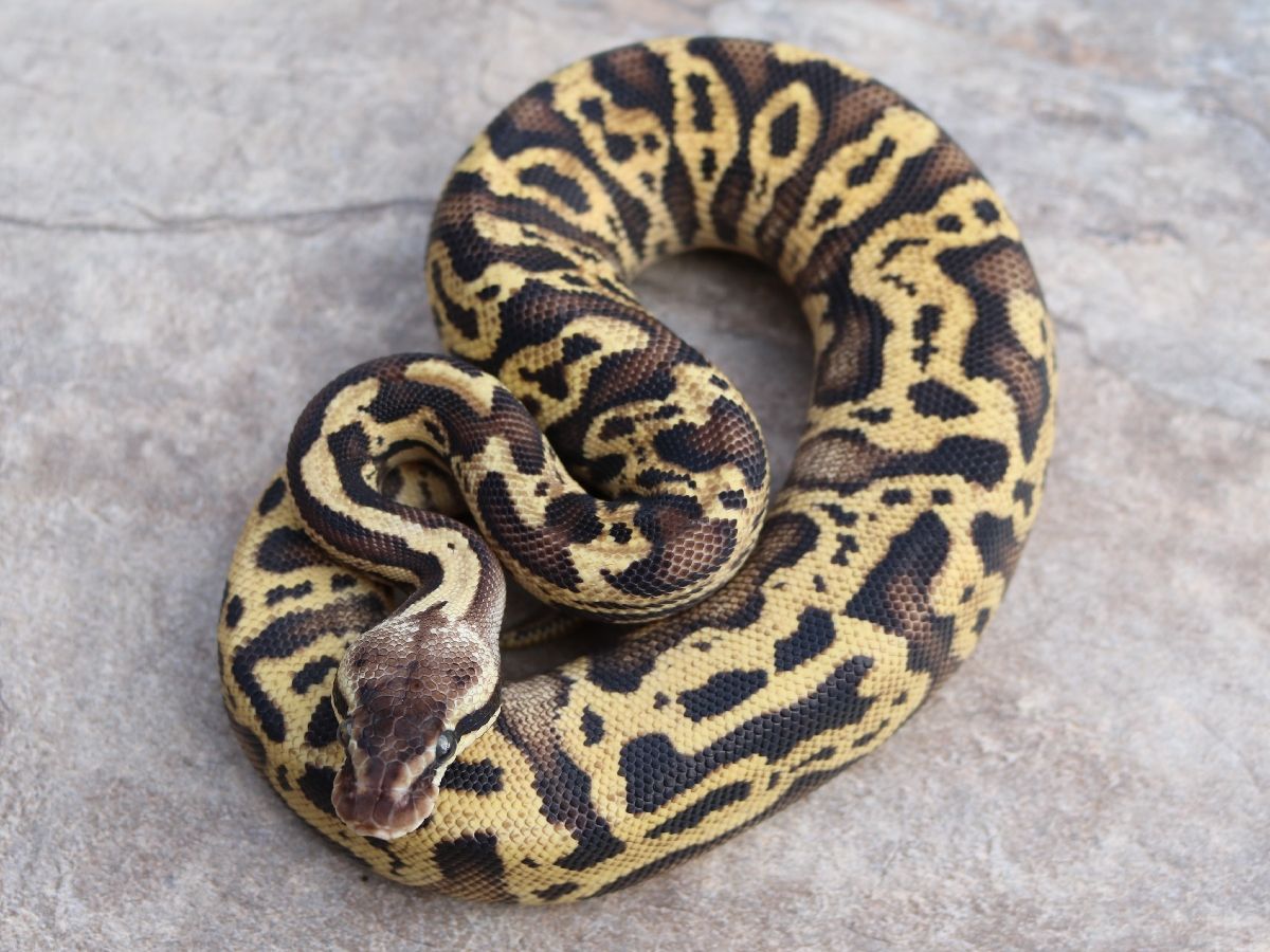 Carnivore Fire Pastel Storm | World of Ball Pythons