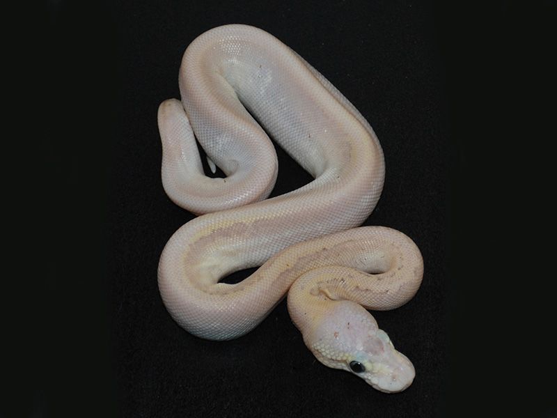 Calico Super Emperor Pin | World of Ball Pythons