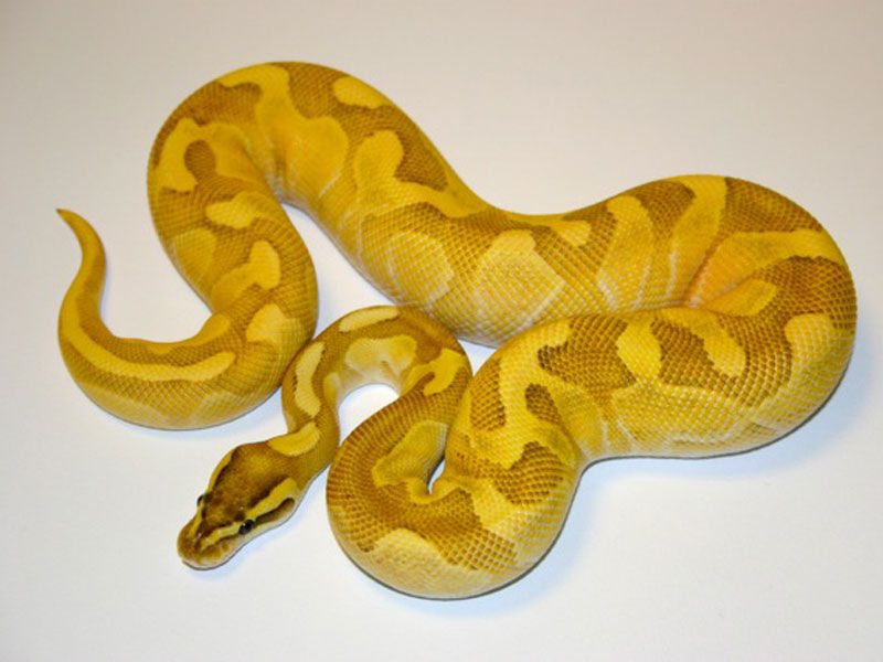 Butter Enchi Fire | World of Ball Pythons