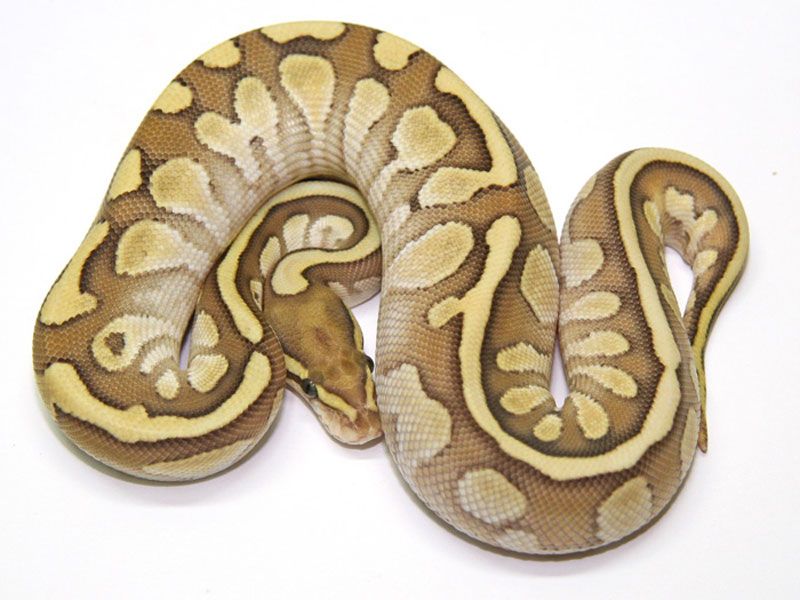 Butter Fire | World of Ball Pythons