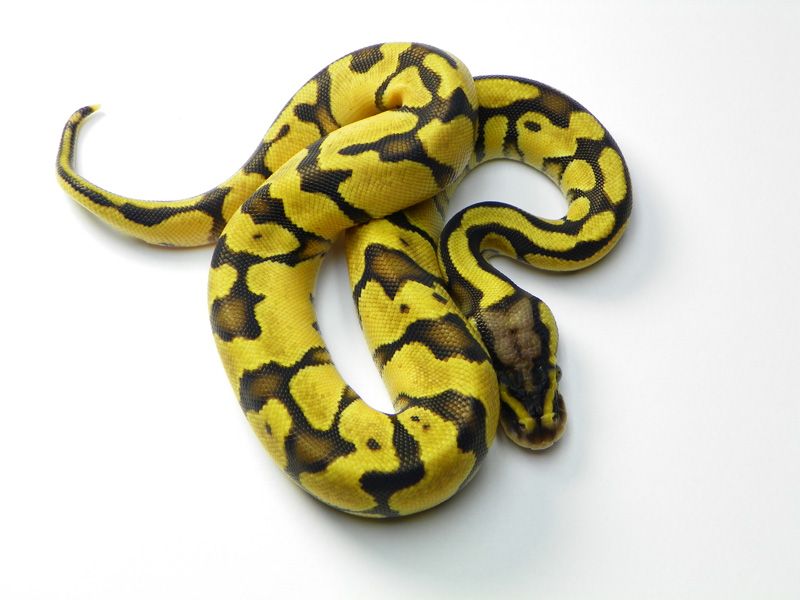 Blonde Enchi | World of Ball Pythons