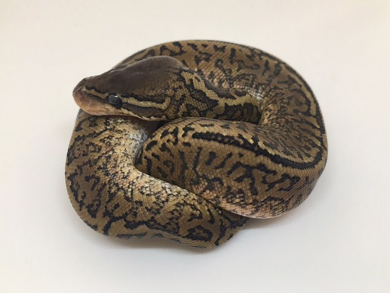 Monsoon | World of Ball Pythons
