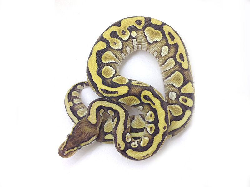 Goblin Ball Python Morph Butter Goblin | World of Ball Pythons