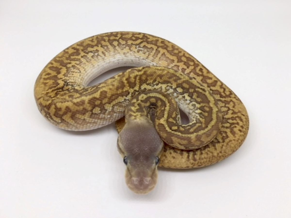 Mojave Monsoon Pastel | World of Ball Pythons