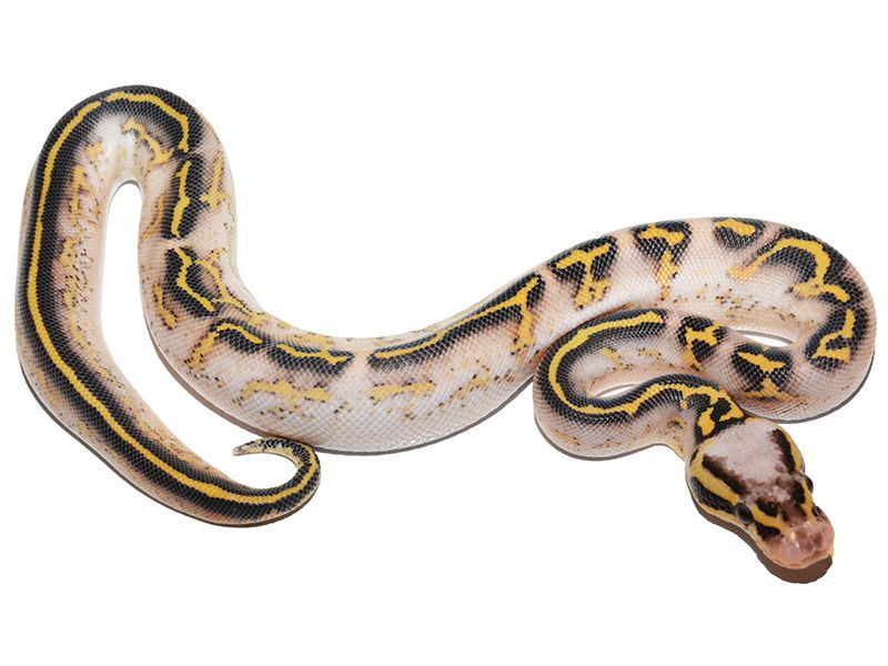 lesser poss yellow belly asphalt female ball python by... Asphalt Super Pastel Yellow Belly | World of Ball Pythons