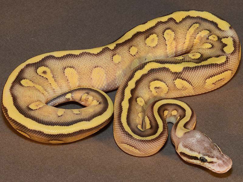 Super Pastel Mojave Specter | World of Ball Pythons