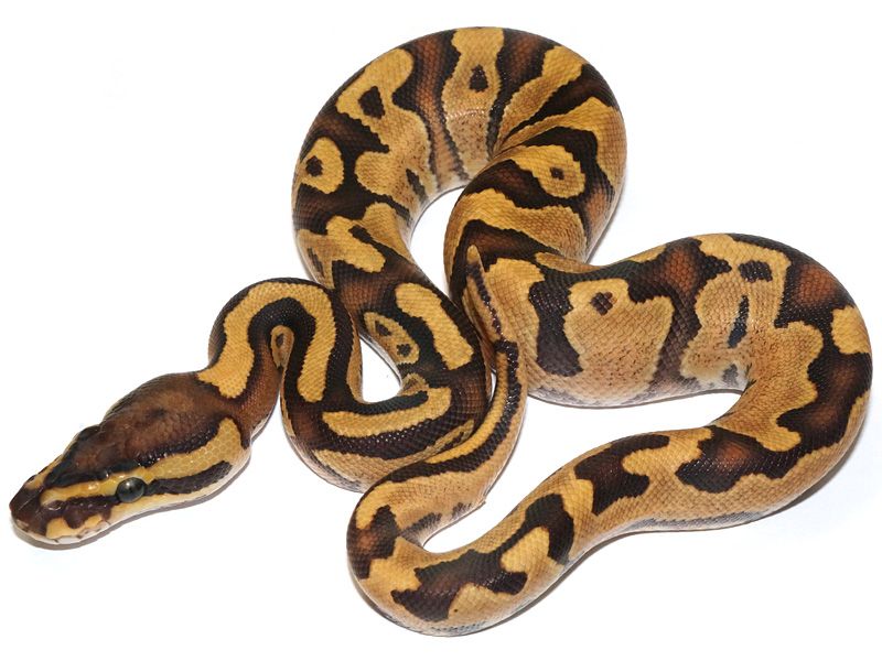 Enchi Lucifer Yellow Belly | World of Ball Pythons