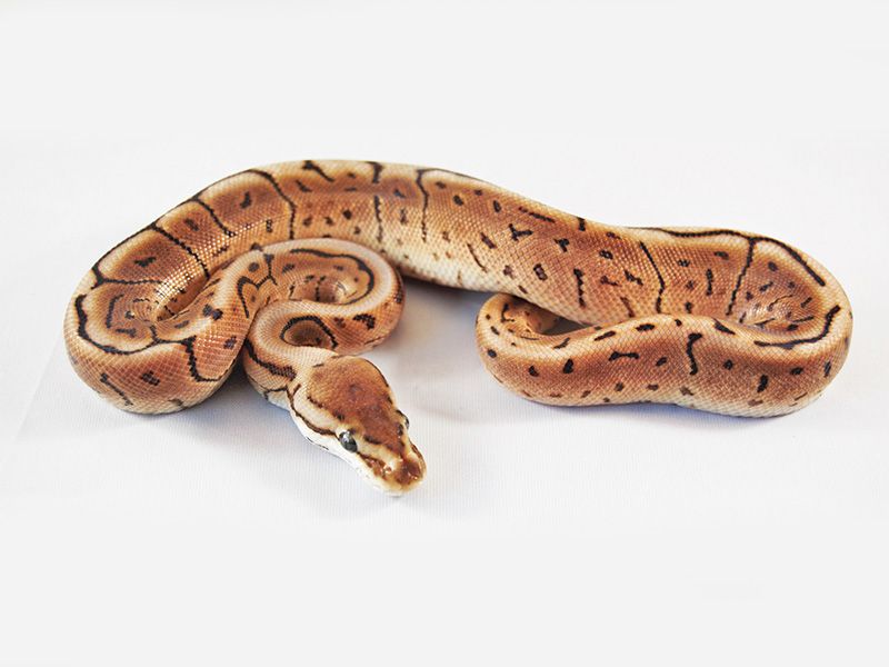 Cinnamon Leopard Pinstripe Spider | World of Ball Pythons