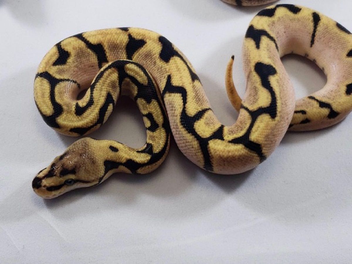 Chocolate Orange Dream Spider | World of Ball Pythons