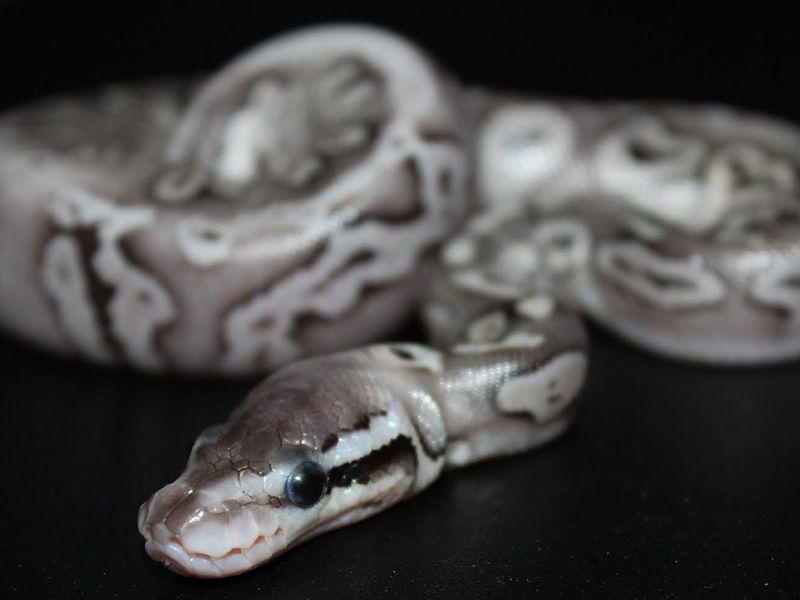 The Imperial | World of Ball Pythons