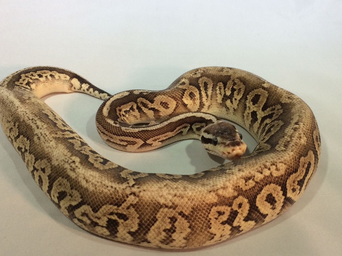 Black Pastel Lemonback Pastel | World of Ball Pythons