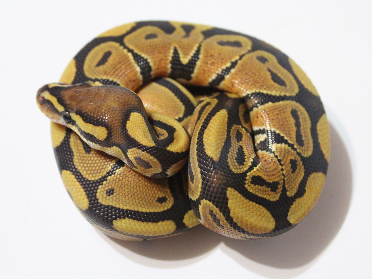 Ks Hypo | World of Ball Pythons