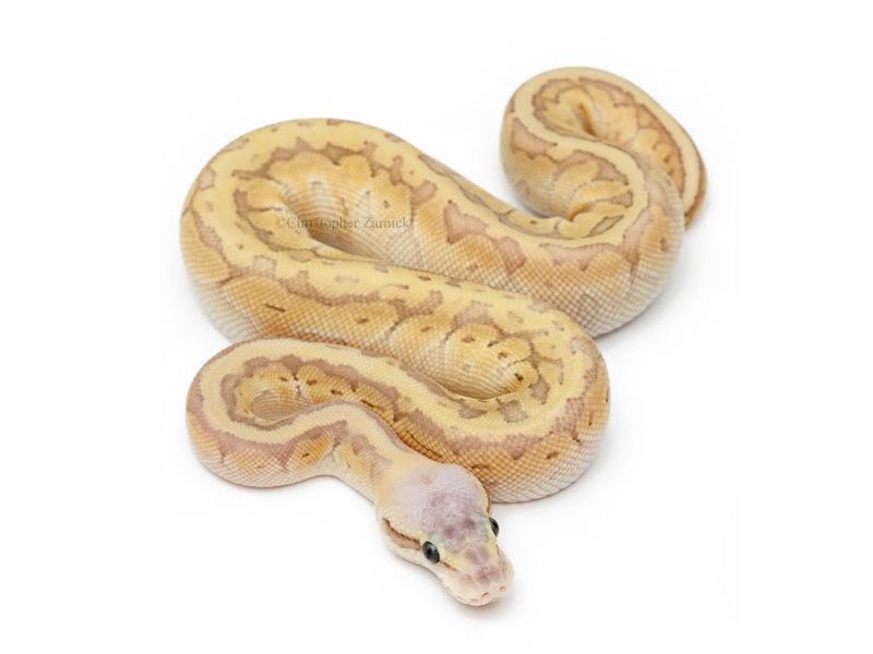 Super Emperor Pin | World of Ball Pythons