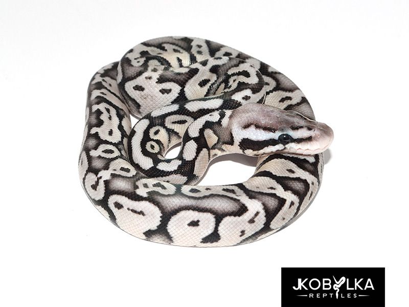 Black Axanthic Super Pastel | World of Ball Pythons