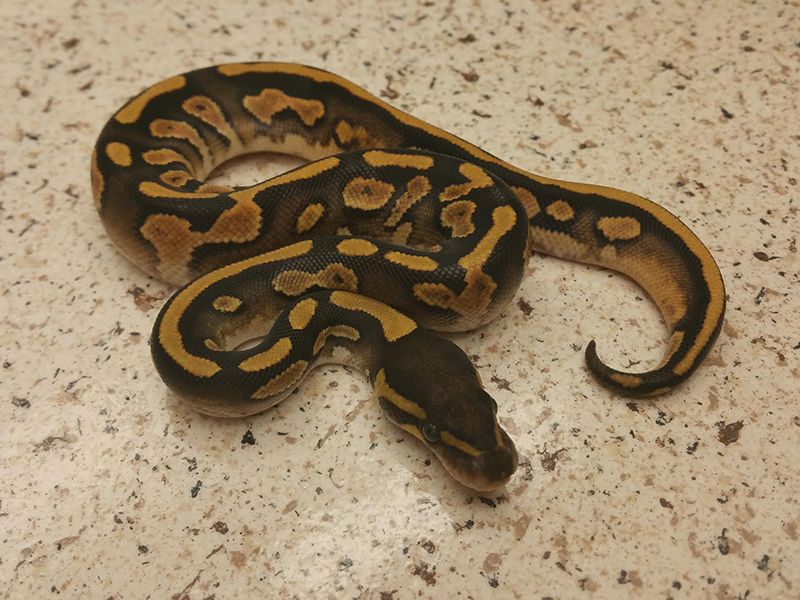 Calico Garden Fase Python Calico Mystic | World of Ball Pythons