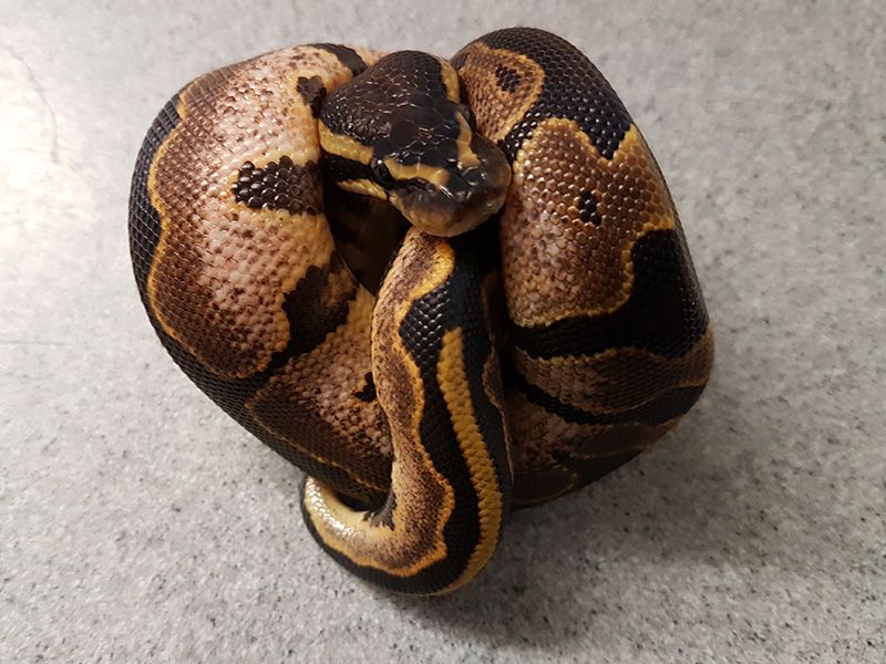 Genetic Black Back Sugar | World of Ball Pythons