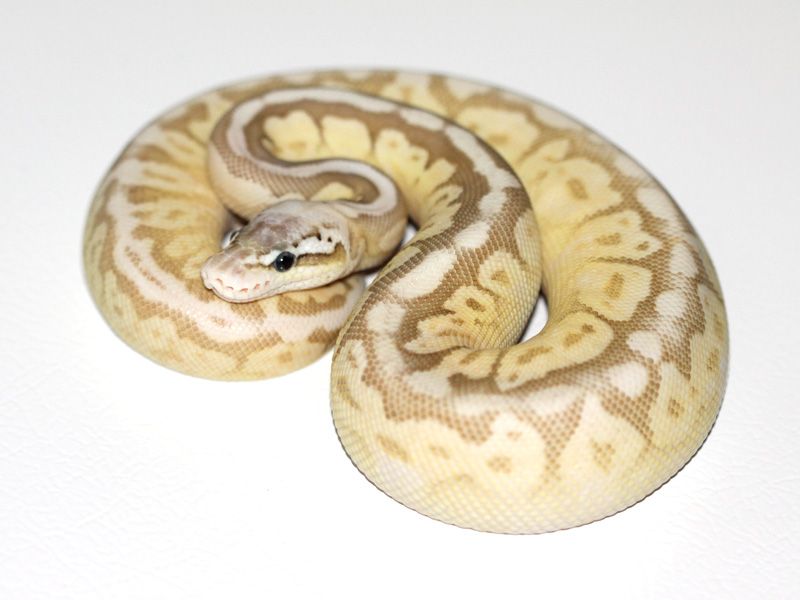 Cinnamon Lesser Pastel Spider | World of Ball Pythons