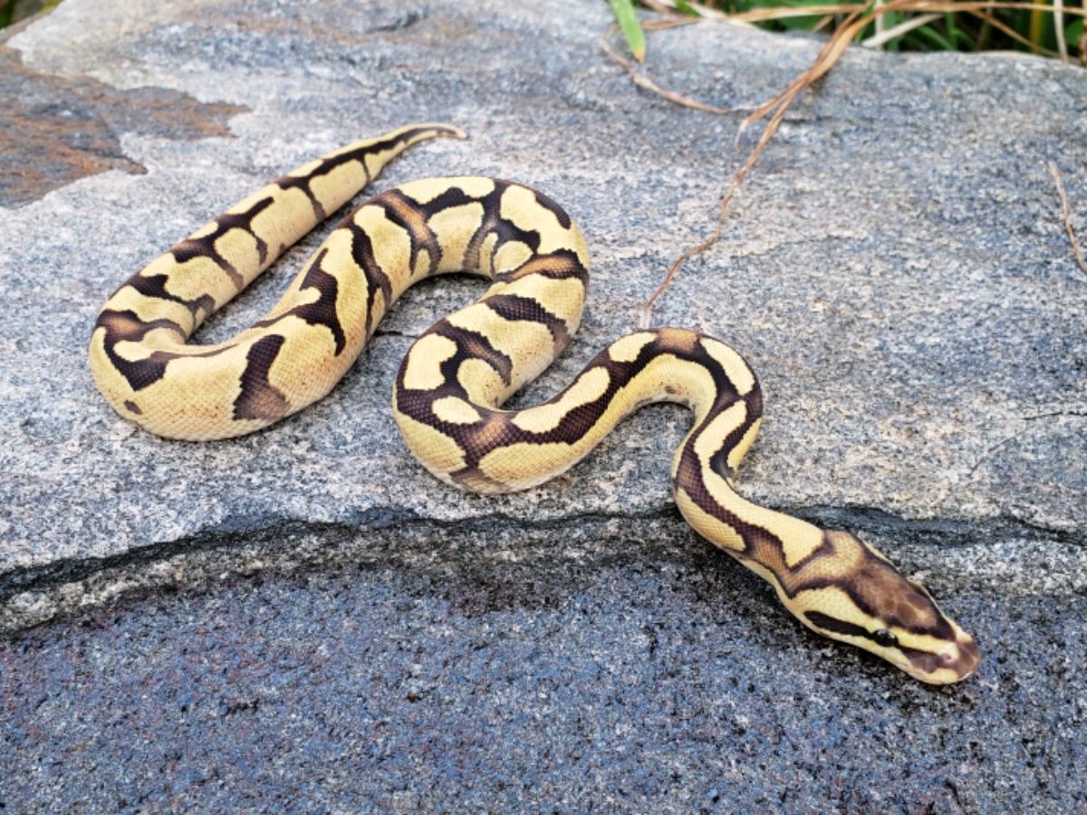 Turbo | World of Ball Pythons