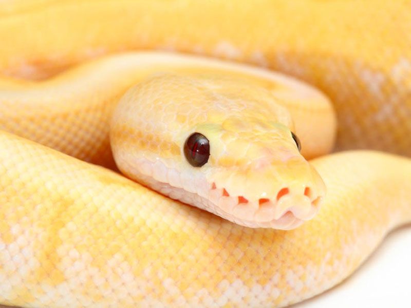 Banana Fire Spinner Blast | World of Ball Pythons