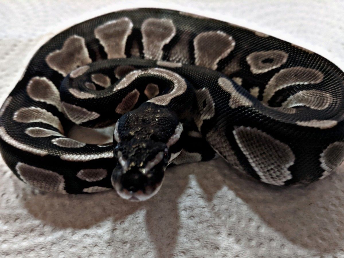 Axanthic Black Head | World of Ball Pythons