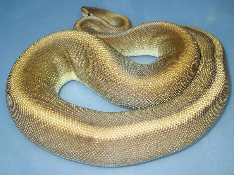 Genetic Stripe Het Red Axanthic | World of Ball Pythons