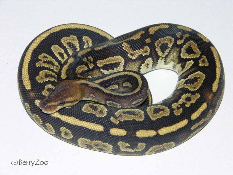 Super Alpha | World of Ball Pythons