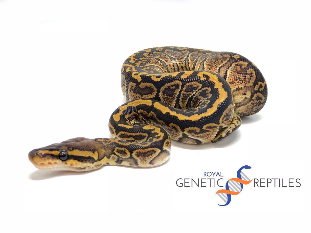 Nanny Special | World of Ball Pythons