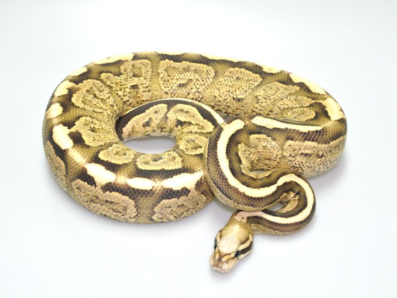 Super Vanilla Cinnamon | World of Ball Pythons