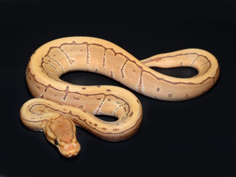 Caramel Pinstripe | World of Ball Pythons