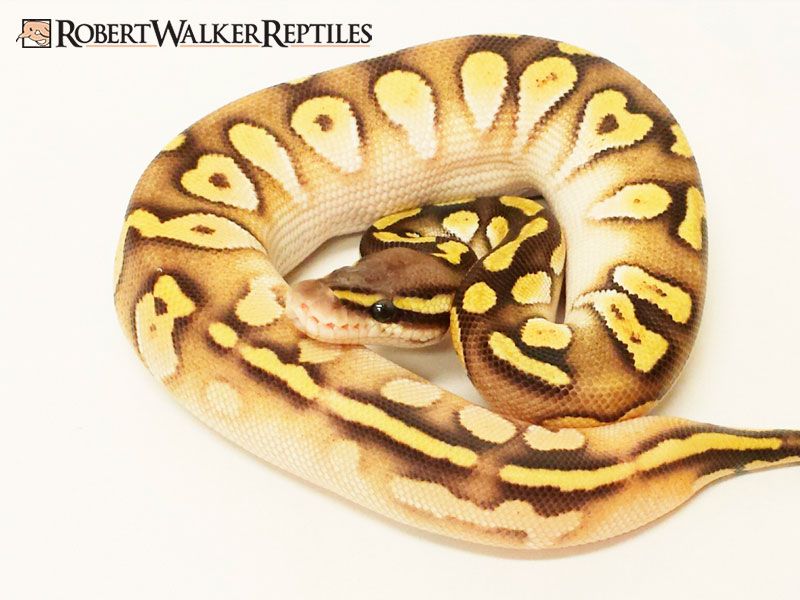 Calico Pastave | World of Ball Pythons