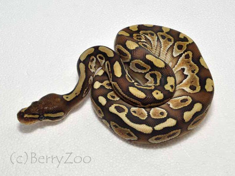 Alpha Lesser | World of Ball Pythons