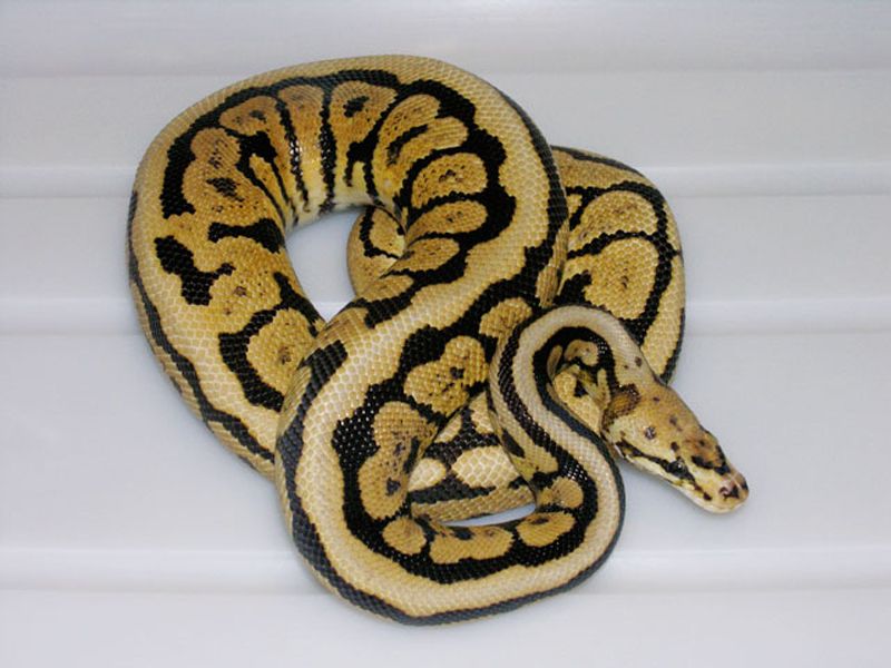 Power Ball | World of Ball Pythons