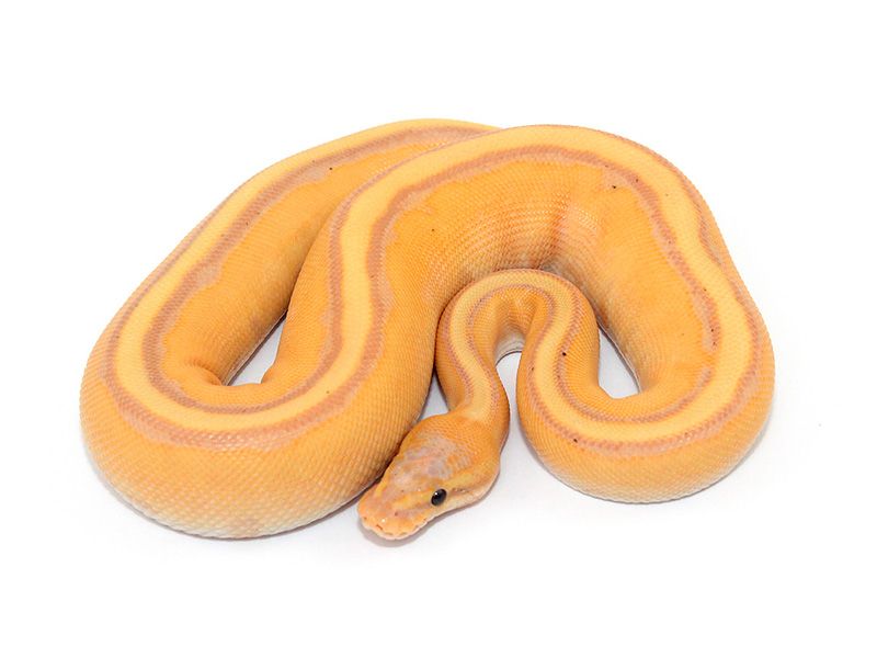 Coral Glow Genetic Stripe | World of Ball Pythons