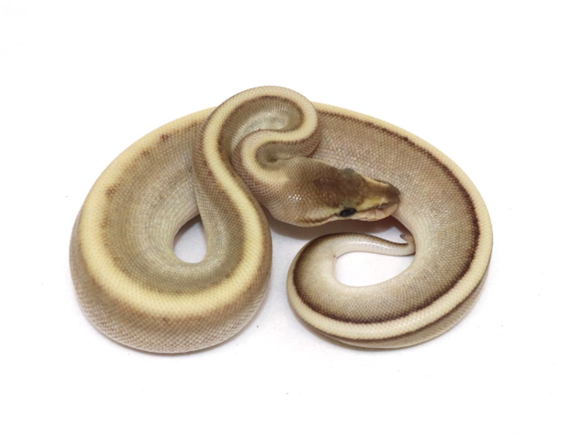 Butter Chocolate Genetic Stripe | World of Ball Pythons