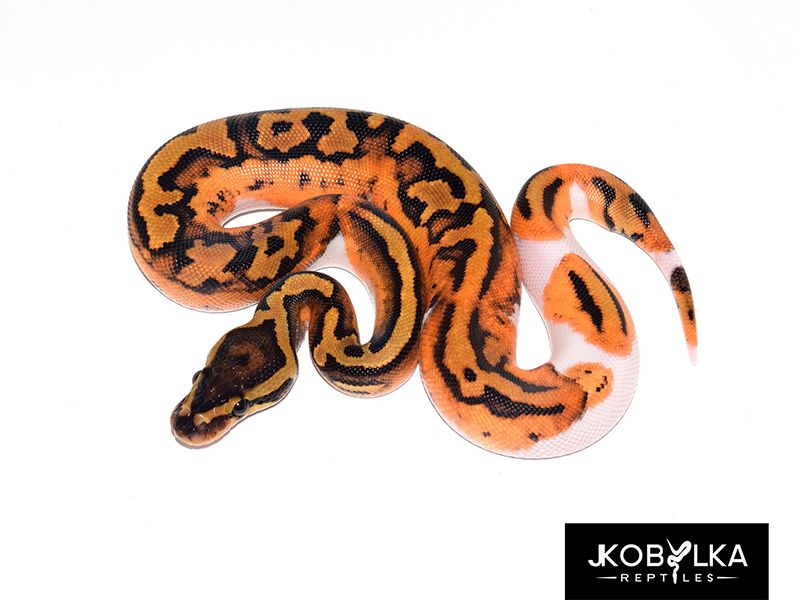 Genex Ball Python Genex Piebald | World of Ball Pythons