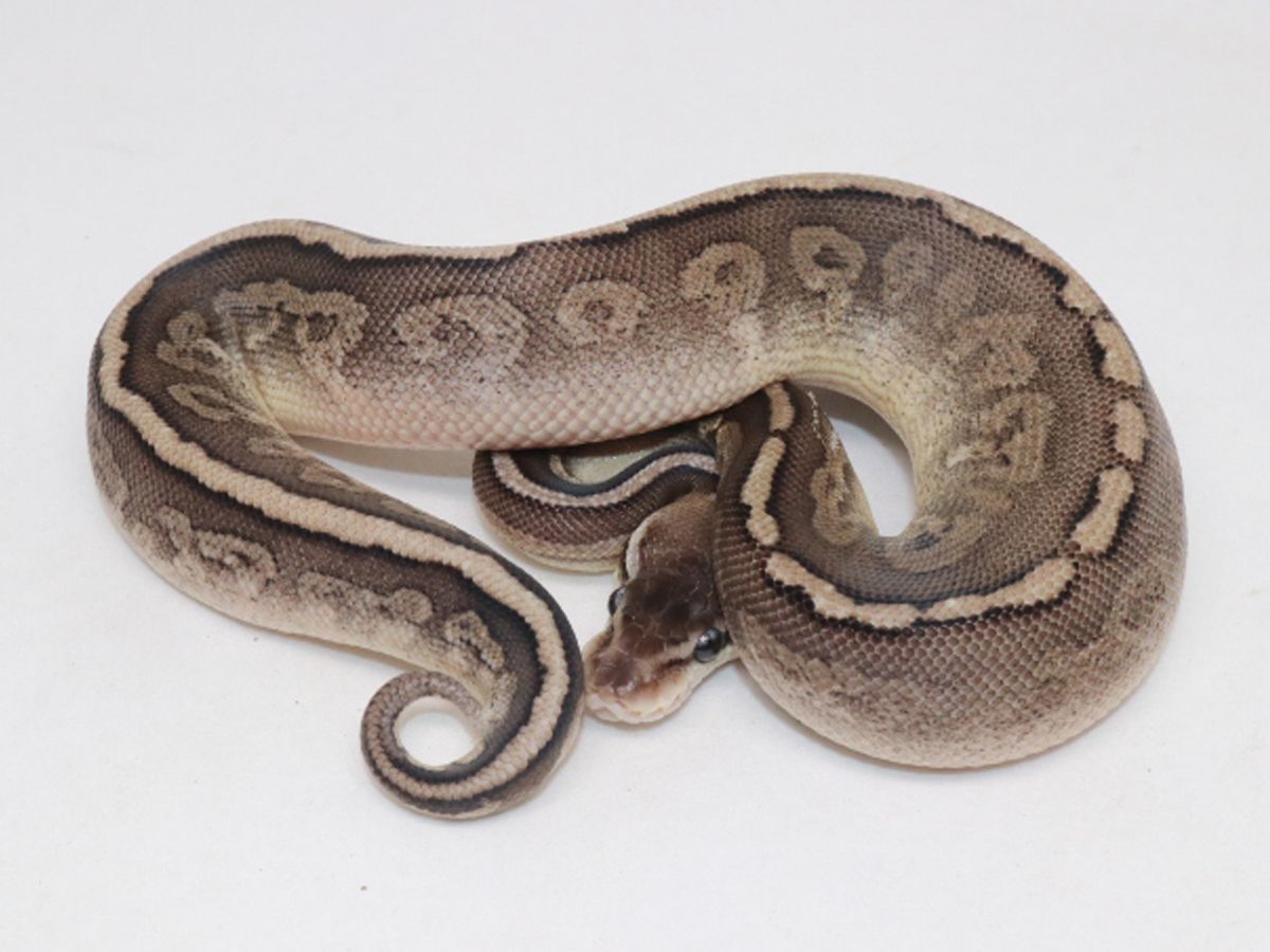 Cinnamon Pastel Red Stripe | World of Ball Pythons