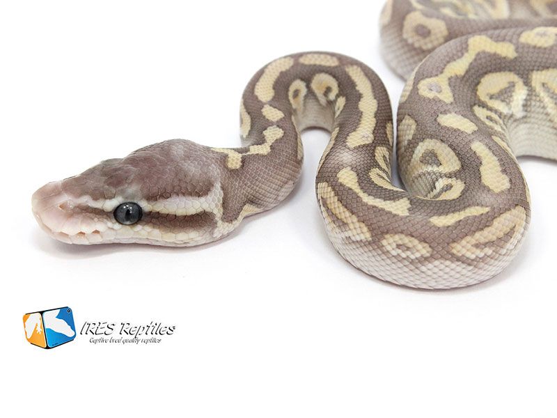 Pastel Phantom Crystal | World of Ball Pythons